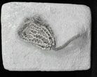 Nicely Preserved Hylodecrinus Crinoid - Crawfordsville #27558-1